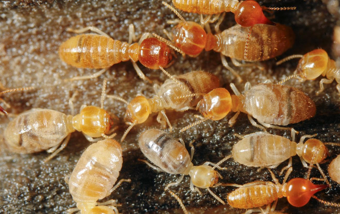 diagnostic anti-termite